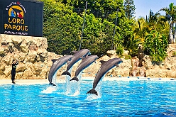 Teneriffa 2026-02-22 21  Teneriffa 2026 - Carnaval Puerto de la Cruz. Es war ein schöner, bunter und warmer Abschluss unserer fantastischen Prinzensession. : DVPJ, Toni I, Jules I., Prinz Karneval, Prinz, Prinzessin Aileen I., Hofmarschälle, Page, Pagen, Paginnen, HDK, Duisburg, Karneval, Helau, Tollität, Event, Session 2025, Session 2025, HDK Duisburg, Hauptausschuss, Hauptausschuss Karneval Duisburg, Duisburg ist echt